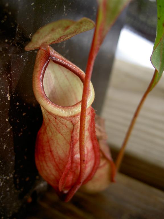 Nepenthes mirabilis